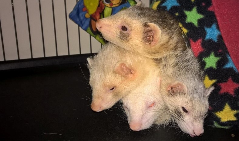 Team member Harry banner image - ferrets